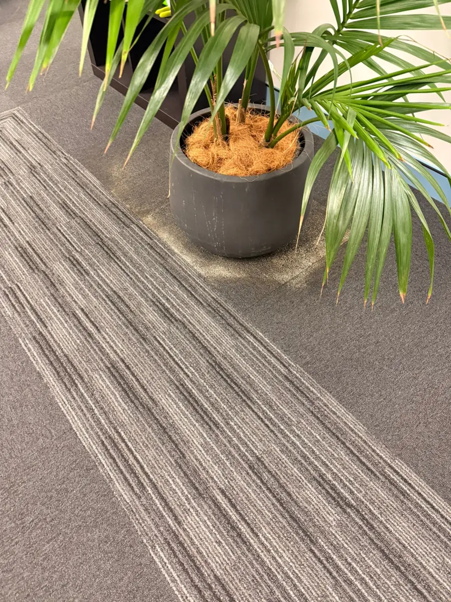 Palm in a grey pot on office carpet with pale water staining around its base