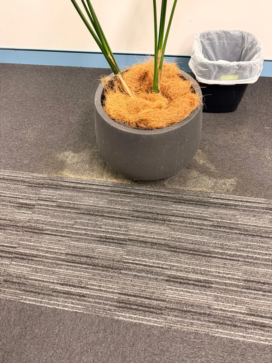 Close view of carpet staining at the base of a potted palm beside a bin